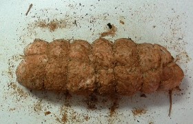 И сверху натираем дополнительно смесью специй, у нас –  хмели-сунели , смесь перцев, немного паприки и соль.